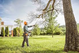 Tree and Shrub Care in Greenfield, TN