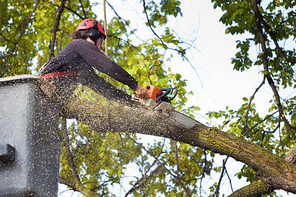 Trusted Greenfield, TN Tree Removal Services Experts