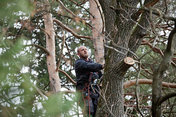 Best Residential Tree Removal  in Greenfield, TN